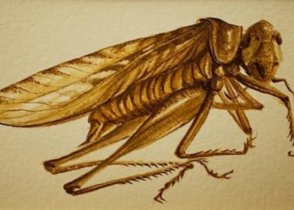 Teresa Sarto. Saltamontes. Acuarela sobre papel