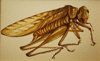 Teresa Sarto. Saltamontes. Acuarela sobre papel
