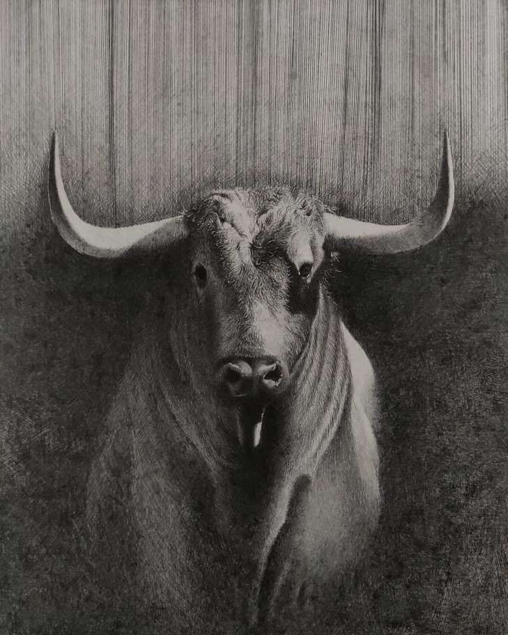 Tauro. 42 x 35 cm grafito sobre acrílico sobre papel